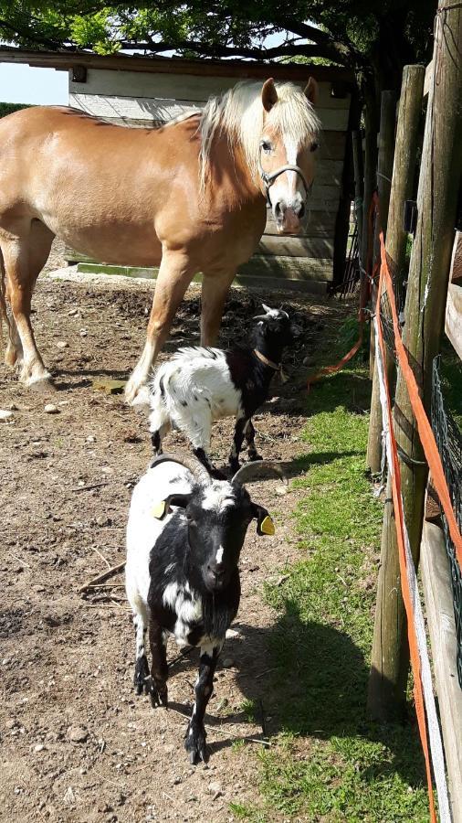 Farm stay Corte Gaia *