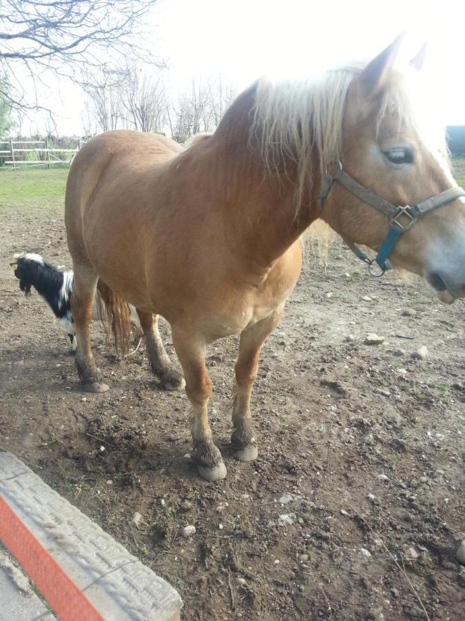 Corte Gaia *